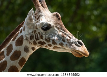 A headshot of a giraffe.