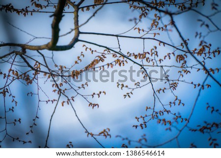 This is picture of branches of a tree that still has dried leaves onto it. The photo was taken in early spring.