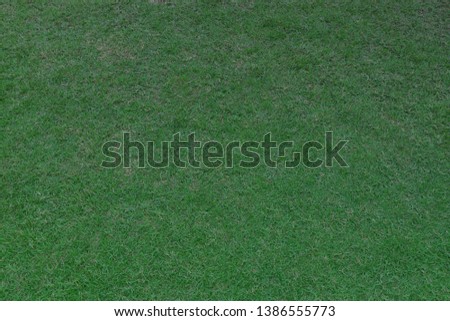 Green grass texture background, Green lawn, Backyard for background, Grass texture, Green lawn desktop picture, Park lawn texture. Selective focus