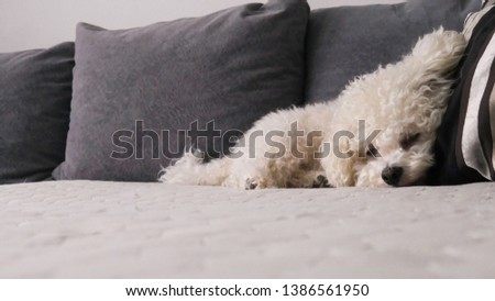 Bichon Frise Dog sleeping on a pillow of a bed 
 Royalty-Free Stock Photo #1386561950