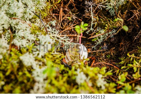 the shell of a bird's egg in the moss in the forest