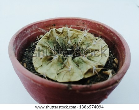 cactus death plant dry pot