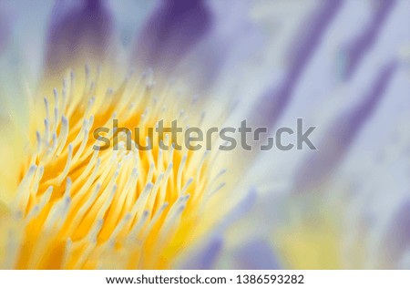 Natural concept; Blurred close up picture of light purple lotus 