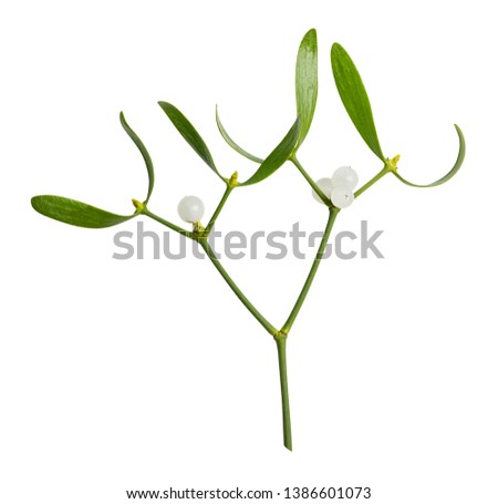 Mistletoe isolated on white background