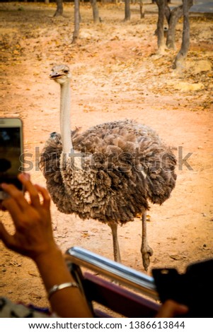 The large ostrich, which has black fur around him, is standing on the courtyard where people are using mobile phones to take pictures.