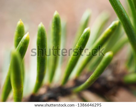 spruce needles close-up. spring in Russia