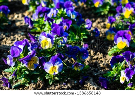 violette, yellow and orange pansy flowers in spring. pansies.