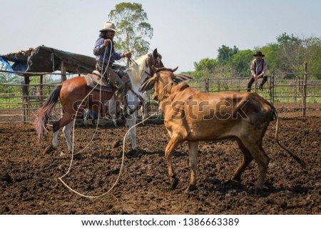 Cowboy is catching a calf To be branded, in a ranch in northern Thailand at Nakhon Rachasima