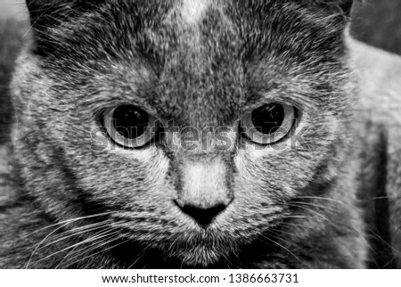 British cat black and white portrait. Selective focus.