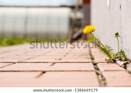 Dandelion with flower growing in a crack sidewalks Royalty-Free Stock Photo #1386669179