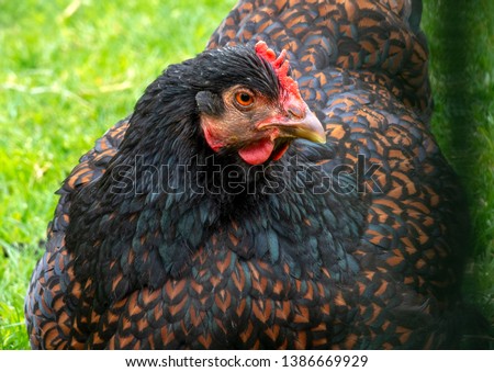 Double laced Barnevelder hen, popular dutch chicken hybrid breed, Chicken that lays brown eggs through out the whole year, bird with colorful feathers Royalty-Free Stock Photo #1386669929