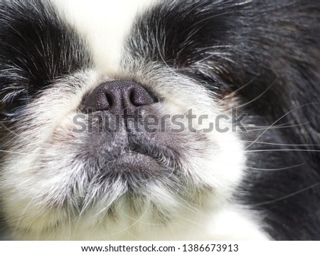detail brachycephalic dog face pekingese Royalty-Free Stock Photo #1386673913