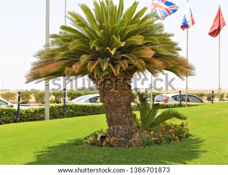 unique palm in green area