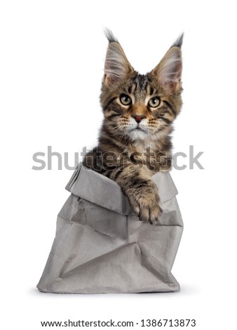 Handsome black tabby Maine Coon cat kitten, sitting in a little grey bag. Looking at camera with with green /brown eyes. Isolated on white background. Paw on edge of the bag.