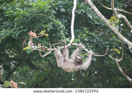 Hanging Sloth smiling in the Jungle