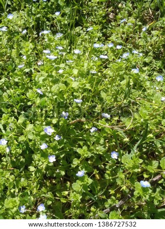 Blue and white flowers with green leaves and plants. - Image 