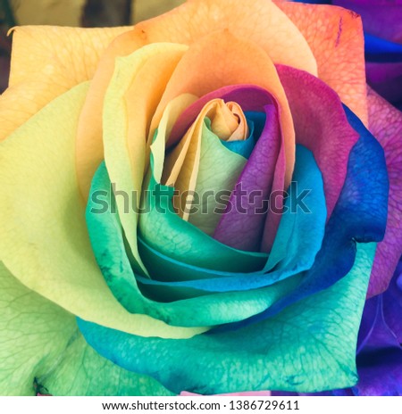 Close up picture of a multicolored rose