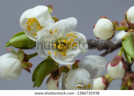 cherry tree branch with white and pink flowers and buds on a light background