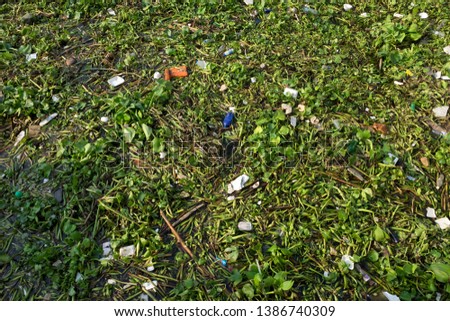 water hyacinth and garbage in river