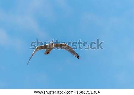 Seagull Flying in a Partly Cloudy Blue Sky