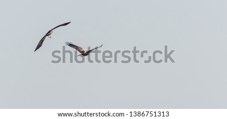 Two Western Marsh Harriers in Wetlands in Latvia in Spring