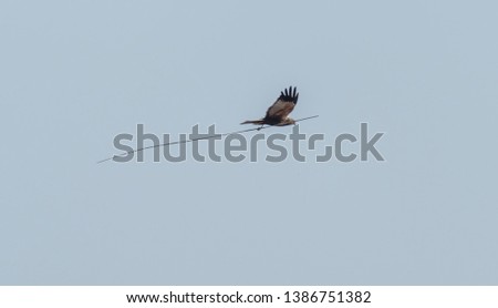 Western Marsh Harrier in Wetlands in Latvia in Spring