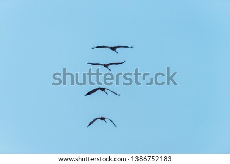 Flock of Common Cranes Flying in a Clear Blue Sky in Latvia