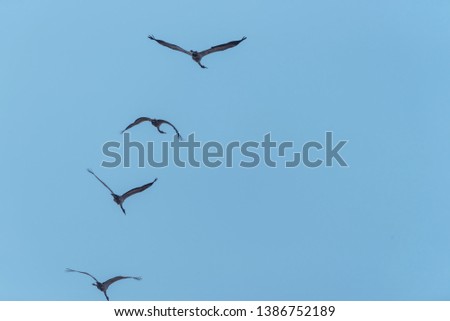 Flock of Common Cranes Flying in a Clear Blue Sky in Latvia