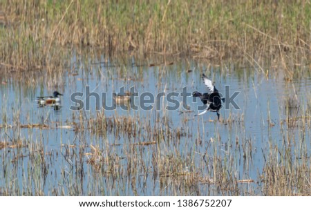 Tufted Ducks in a Wetland Lake in Spring in Latvia