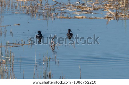 Tufted Ducks in a Wetland Lake in Spring in Latvia
