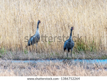 Common Cranes in Latvian Wetlands in Spring