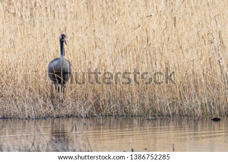 Common Cranes in Latvian Wetlands in Spring