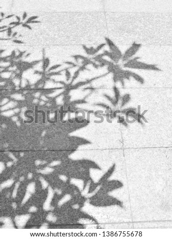 Black and White abstract background of shadows leaf on a white concrete wall. 