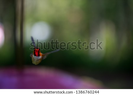 Anna's Hummingbird In Flight At A Feeder