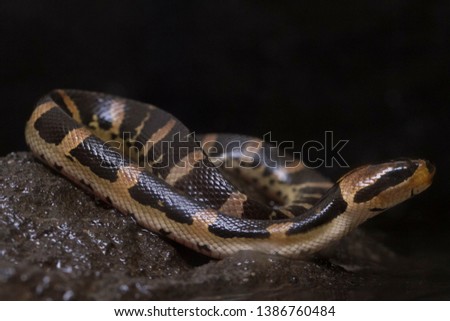 Common Puff-faced Water Snake (Homalopsis buccat), banded water snake, or banded puff-faced water snake isolated on black background