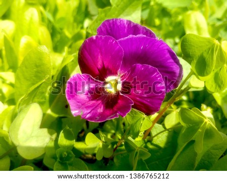 Pansies flower blooms in the grass