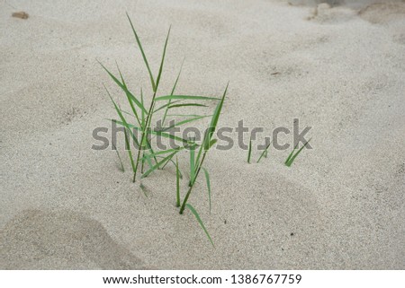 green grasses growing upon white sand along by the beach