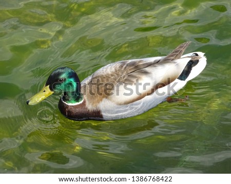 Wild male mallard duck swimming in water of green shade