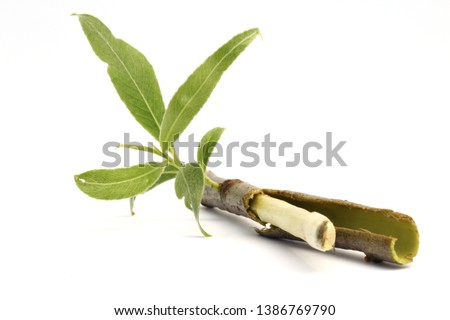 Willow (Salix sp.) bark. This drug (Salicis cortex) has been used in traditional medicine as febrifuge dating back to the 18th century.  Royalty-Free Stock Photo #1386769790