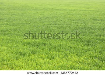 Natural green background with juicy spring green grass