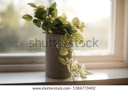 green decoration plant in the bathroom window of a summer cabin