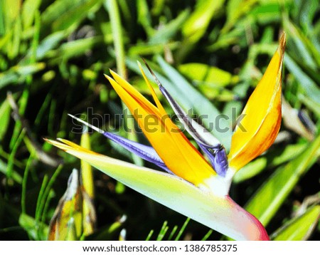 Flower bird of paradise or strelitzia reginae in a park of Cadiz, Andalusia. Spain. Europe