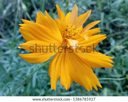 flowers bloom yellow with a blurry background ( bunga kuning )