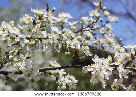 Flowering apricot tree branch against the blue sky Photo