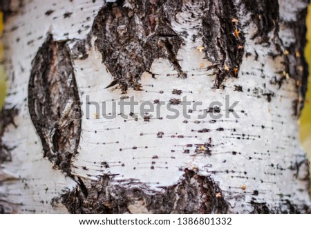 Birch bark with black stripes closeup of the trunk of a birch.