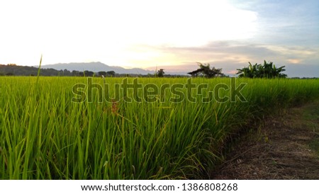 rice field north thailand phayao