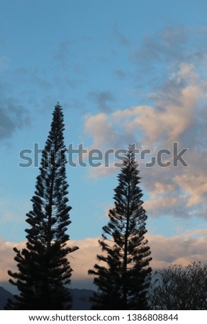 pines profiled against sky at sunrise