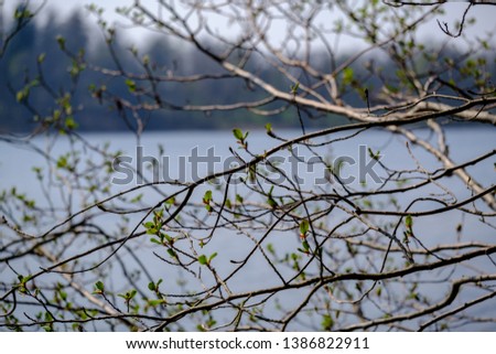 spring tree branches with small fresh leaves over water body background with reflections on the water from sun