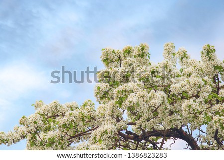 Blooming tree, abundant bloom against the background of bright blue sky and clouds. Agriculture and crop production. The concept of a rich harvest. Selective focus, place for text.