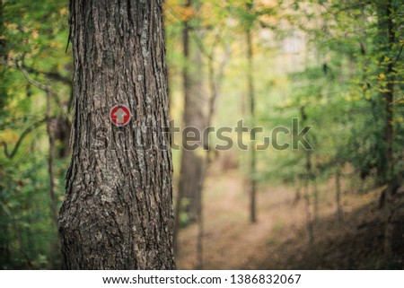 Arrow pointing to a path in the forest